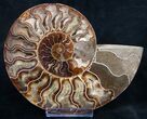 Stunning Polished Ammonite Pair - Crystal Lined #8445-2